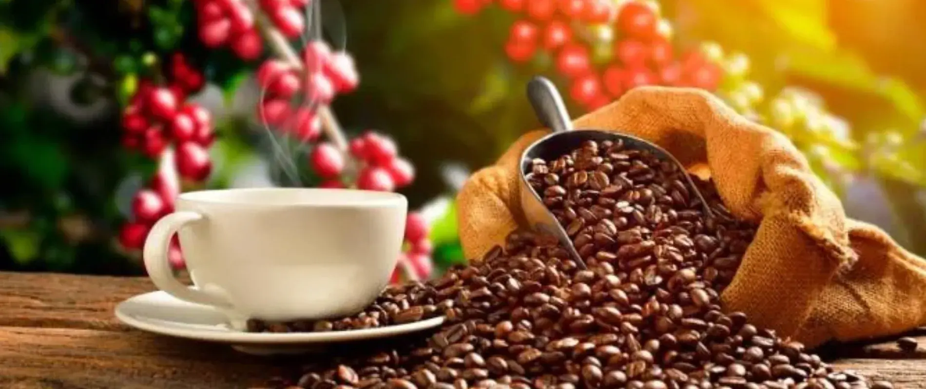 semillas y taza de cafe colombiano